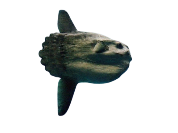 mola